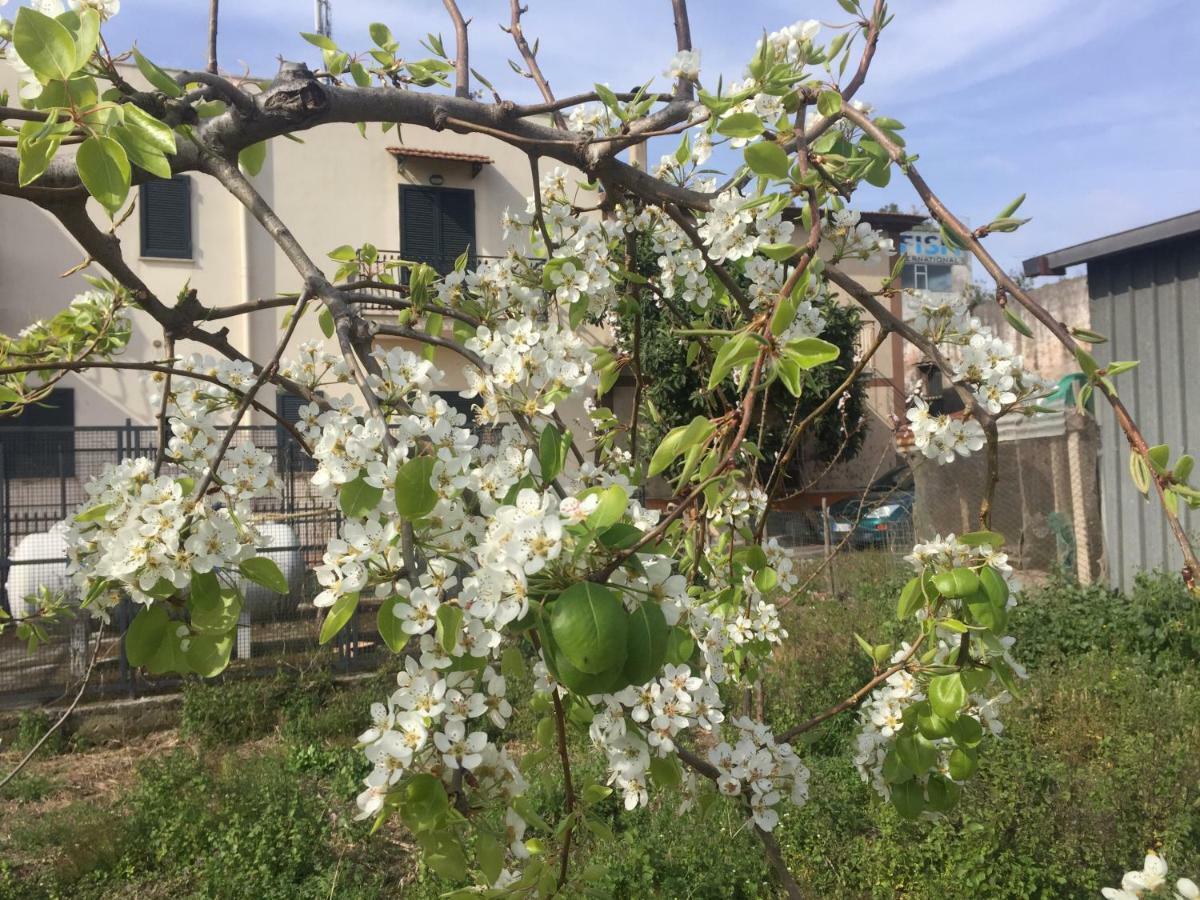 카스텔라마레디스타비아 Il Giardino Di Nonno Agostino B&B 외부 사진